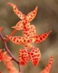 Renanthera monachica_f_resize.jpg