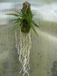 Neofinetia falcata-rostlina.JPG