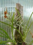 Tillandsia sp..JPG