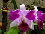 orchideje 1557.jpg