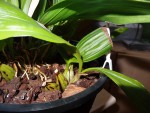 coryanthes prodej 1.jpg