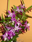 dendrobium rainbow dance.jpg