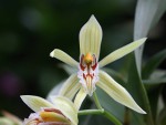 CoelogyneXXX.jpg