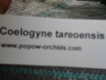 Coelogyne tareoensis.jpg