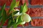 Cypripedium2.jpg