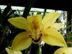 Cymbidium.jpg