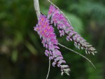 Dendrobium secundum-forum.jpg