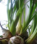 cymbidium2.jpg