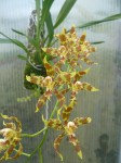 Odontoglossum sceptrum3.JPG