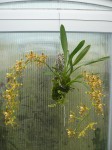 Odontoglossum sceptrum1.JPG