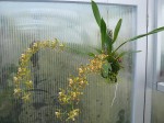 Odontoglossum sceptrum5.JPG