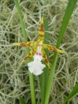 Odontoglossum aspidorhinum1.JPG