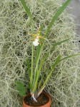 Odontoglossum aspidorhinum-rostlina.JPG