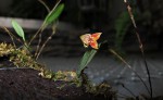 Lepanthes niesseniae.jpg