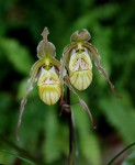 7736_Phragmipedium pearcei.jpg