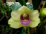 Bifrenaria harisoniae.jpg