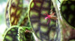 Lepanthes calodictyon.jpg