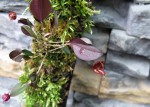 Lepanthes quadricornis.jpg