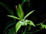 Coelogyne rigida.jpg