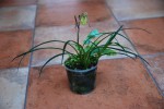 7737_Phragmipedium pearcei.jpg