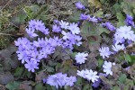 Hepatica transsylvanica.JPG