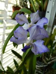 vanda coerulea 1.jpg