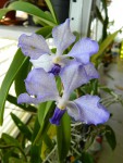 vanda coerulea 2.jpg