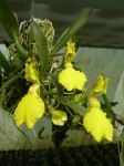 Oncidium concolor.JPG