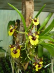 Oncidium croesus.JPG