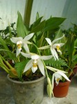 Coelogyne corymbosa.JPG