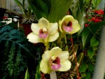 orchideje 1562.jpg