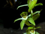 Coelogyne thailandica.jpg