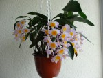 dendrobium farmeri.jpg