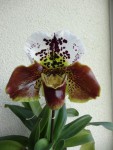 paphilipedium.jpg