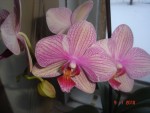 DSC03075.JPG