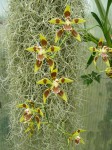 Odontoglossum epidendroidesJPG.JPG