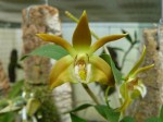 Dendrobium fleckerii 1.JPG