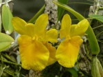 Dendrobium capillipes 1.JPG