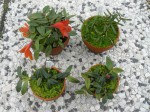 Oxyglossum 1.JPG