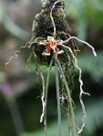 Paraphalaenopsis labukensis-forumX.jpg