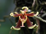 Paraphalaenopsis labukensis-forum.jpg