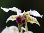 Dendrobium atroviolaceum-forum.jpg