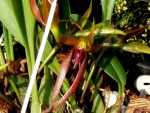 Bulbophyllum nyphopholitanum.jpg