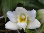 Bifrenaria harrisoniae var. alba-forum.jpg
