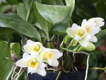 Bifrenaria harrisoniae var. albaX-forum.jpg