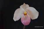 Paph_delenatii 4.jpg