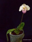 Paph_delenatii 3.jpg