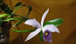 Laliela pumila var coerulea x laelia purpurata werkhauseri.jpg
