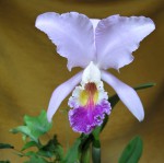 CATTLEYA MENDELII.jpg