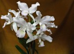 CATTLEYA SKINNERI ALBA.jpg